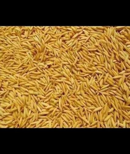 Highly Nutritious Paddy Rice Good Source Of Dietary Fiber, Helps Reduce Cholesterol
