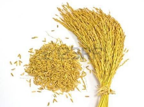Organic And White Paddy Rice Loaded With Dietary Fiber, Vitamins, Minerals, And Antioxidants