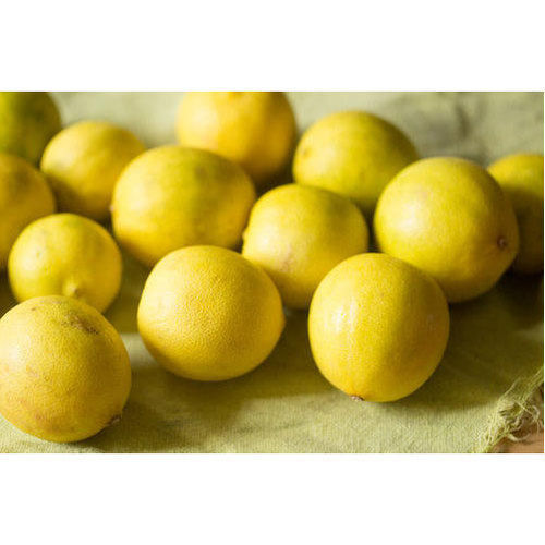 Pesticides Free And Organically Grown Yellow Colored Lemon With Rich In Vitamin C