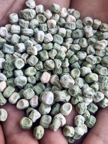 Rich In Vitamins Dietary Fiber And Manganese Easy To Frow Natural Hybrid Green Peas Seeds (B.11) Admixture (%): 05%