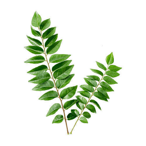 Green 100 Percent Pure And Fresh And No Preservatives A Grade Natural Curry Leaf