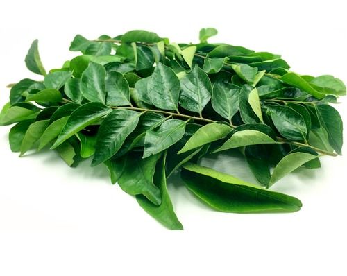 A Grade Fresh And Green Curry Leaves With High Nutritious Values Shelf Life: 3 Days