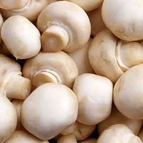 Fine Quality Organic White Colour Fresh Button Mushroom With Rich Nutrients Value