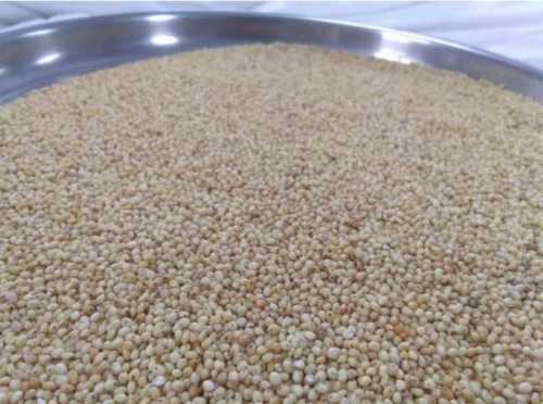 Natural Taste Bajra Seed For Cattle Feed And Cooking