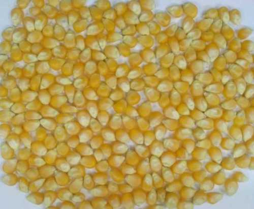 Organic Corn Seed For Making Popcorn And Cattle Feed