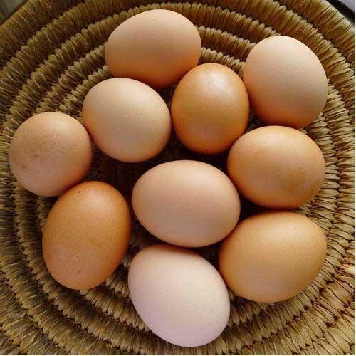 Brown Colour Healthy Vitamins, Minerals, Protein And Nutrition Rich Organic Egg