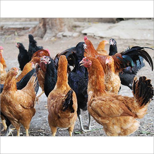 Brown Colour Live Farm Grown Country Chicken for Poultry Farming