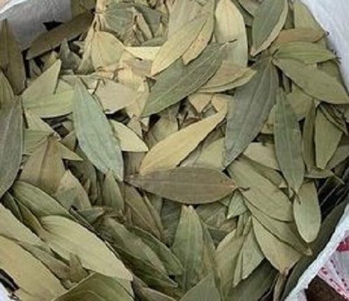 Green Dried Bay Leaf For Food Spices With 6-12 Months Shelf Life And 100% Natural