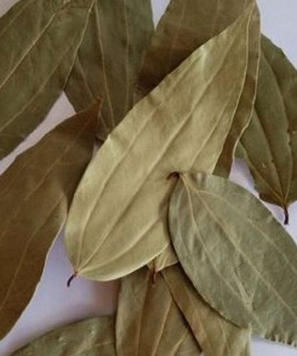 Off Green Dried Himalayan Bay Leaf For Food Spices With Natural Arom And 6-12 Months Shelf Life