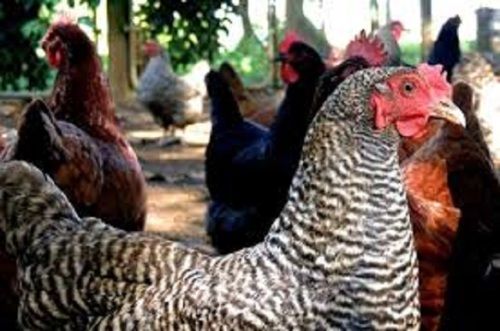 Farm Fresh Healthy Black Color Live Country Chicken Breed