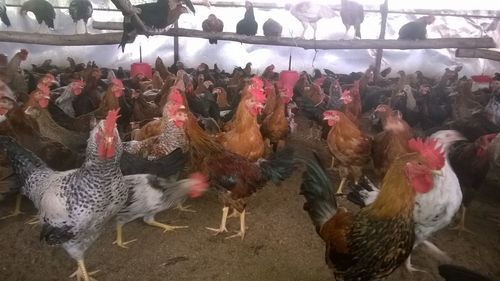 Farm Fresh Healthy Black Color Live Country Chicken for Poultry Farming