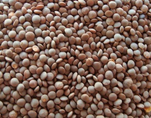 Fresh Organic Masoor Dal With Rich In Dietary Fiber And 12 Months Shelf Life, 12% Moisture