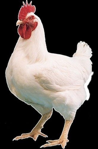 White Color Broiler Chicken Live 
