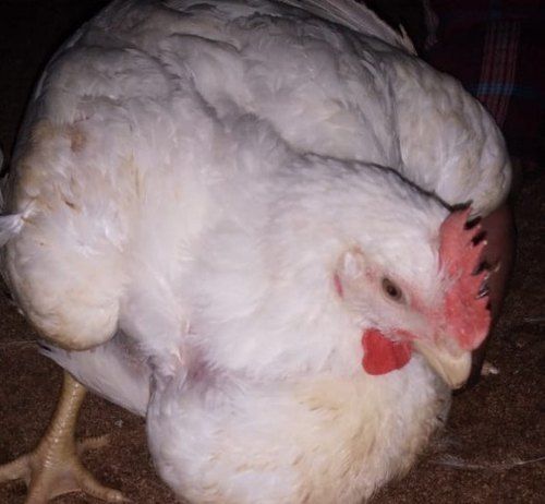 White Color Fresh Live Broiler Chicken