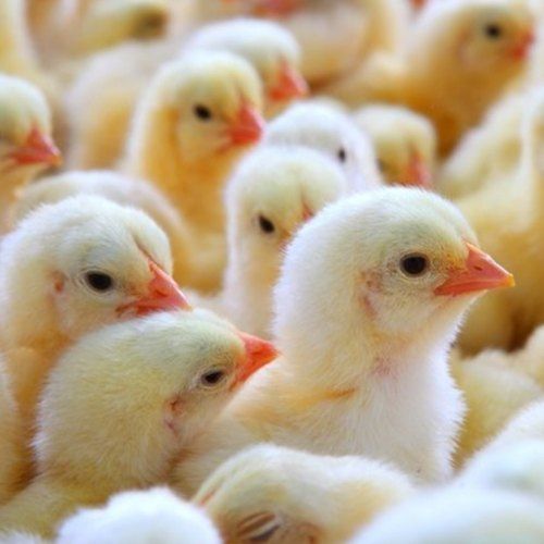 White Colour Broiller Chicks For Poultry Farming, 45 To 55gms Weight