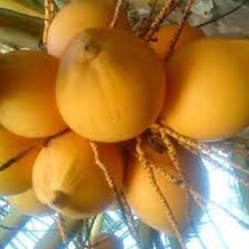 100% Pure And Natural A Grade Fresh Yellow Color Water Coconut