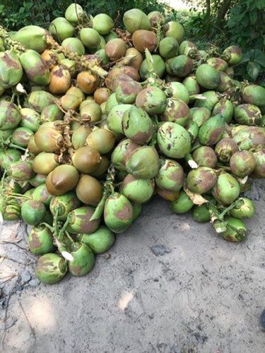 दैनिक उपयोग के लिए ए ग्रेड 100% शुद्ध प्राकृतिक फ्रेश ग्रीन यंग टेंडर नारियल