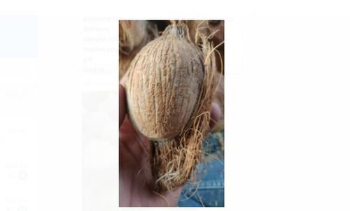 Best Price A Grade Bharti Full Husked Brown Dried Coconut For Food