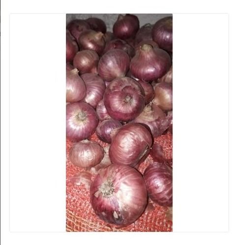 Preservatives-Free Nutrition Enriched Fresh And Organic Onion Vegetable Moisture (%): 63%