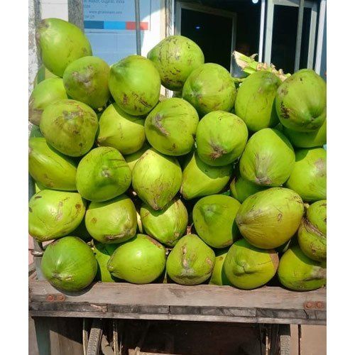 Common Rich Vitamin And Minerals A Grade Solid Green Water Tender Coconut