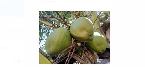 Wholesale Price Export Quality 10 Inch A Grade Fresh Green Coconut