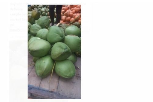 Wholesale Price Fully Husked Green Fresh Coconuts With Water For Kitchen Use