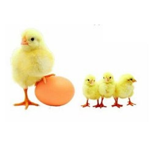 Yellow Colored New Born Broiler Poultry Farm Chicks
