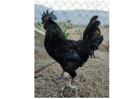 2 Kg Pure Black Color Healthy Chicken Kadaknath Live Chicken