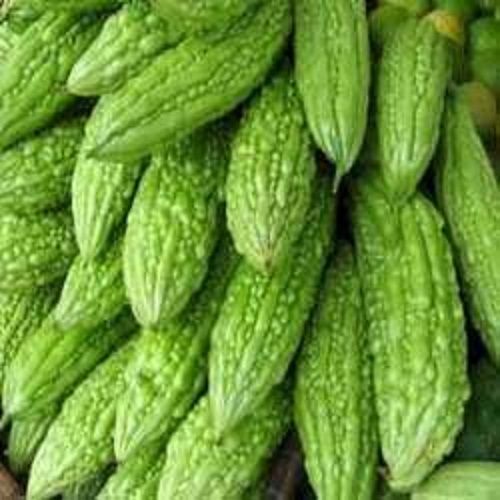 Natural Fresh Green Healthy Bitter Gourd To Lower Blood Sugar Levels