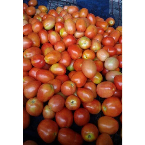 Organic Fresh Round Tomatoes - Raw, 3-Day Shelf Life | Rich Source of Lycopene, Vitamin C, Dietary Fiber, Supports Heart Health and Immune System