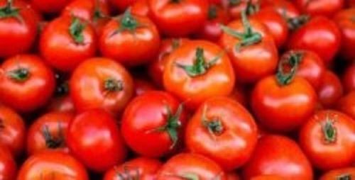 A Grade 100% Pure and Natural Red Colour Fresh Organic Tomatoes