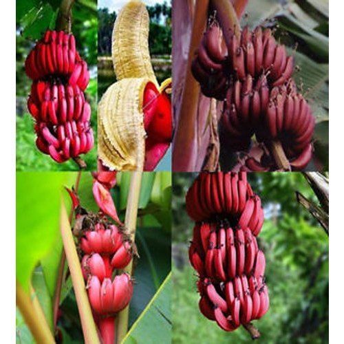 Common A Grade 100% Pure Natural And Organic Long Size Full Sun Exposure Red Banana