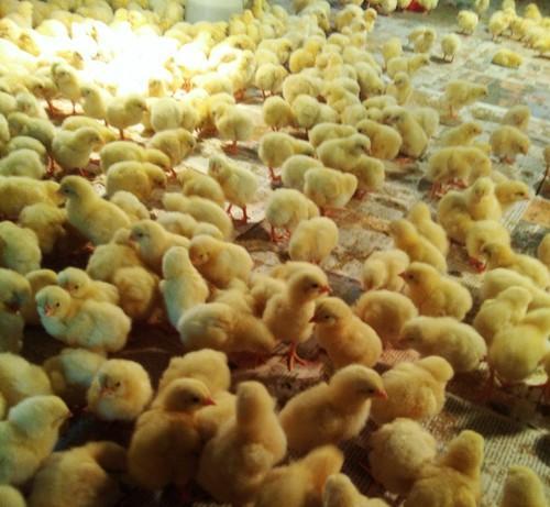 Cobb Yellow Color Live Broiler Chicks