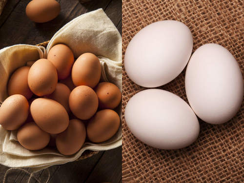 Good Source of Protein Healthy Natural Potassium Rich Fresh Organic Eggs