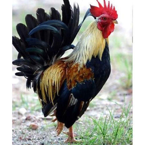 Healthy And Black Color Live Country Chicken
