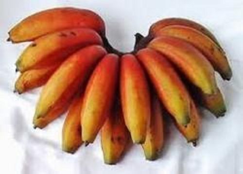 Rich Fiber and High Nutrition A Grade 100% Natural Fresh Red Banana