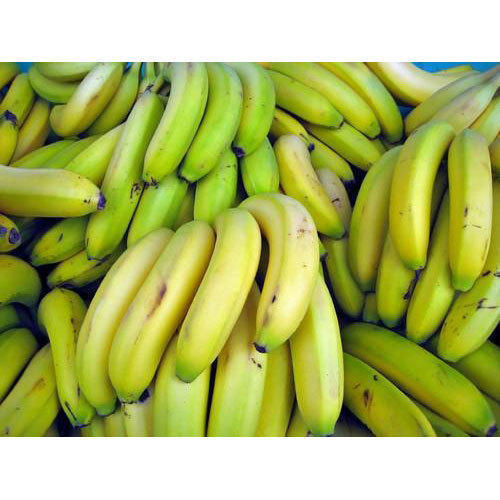 A Grade 100% Pure and Natural Fresh Lite Green Cavendish Banana