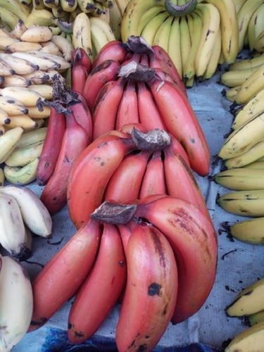 A Grade 100% Pure and Nutrients Enriched Country Long Size Red Banana
