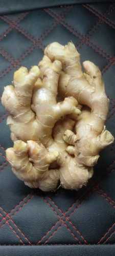 Round/Oval Good For Health Organic Brown Irregular Shape Branched Or Palmate Fresh Ginger