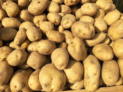 Good For Health Pesticide Free Low In Calories High In Fiber Organic Brown Fresh Potato