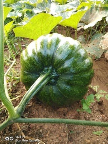 Healthy And Natural Fresh Enriched With Nutrients Green Pumpkin for Cooking
