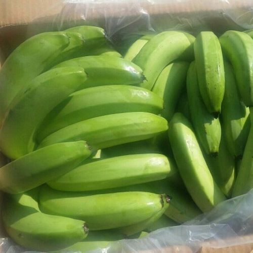 Rich Nutrition A Grade 100% Pure and Fresh Cavendish Green Banana