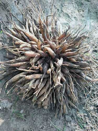 Yellow Color Fresh Non Dried Shatavari Root For Medicinal Uses