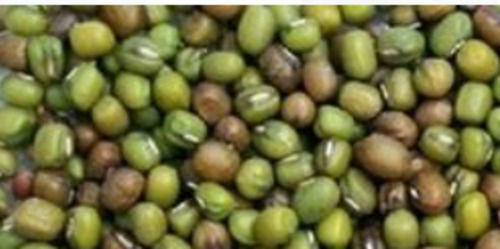 1 Kilogram Dried And Natural Brown Organic Cultivated Organic Green Moong Seeds