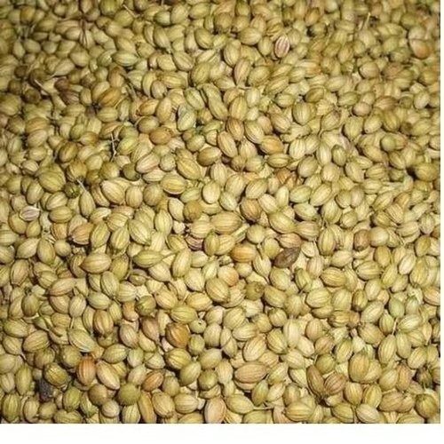 1 Kilogram Natural And Dried Green Organic Cultivated Coriander Seeds