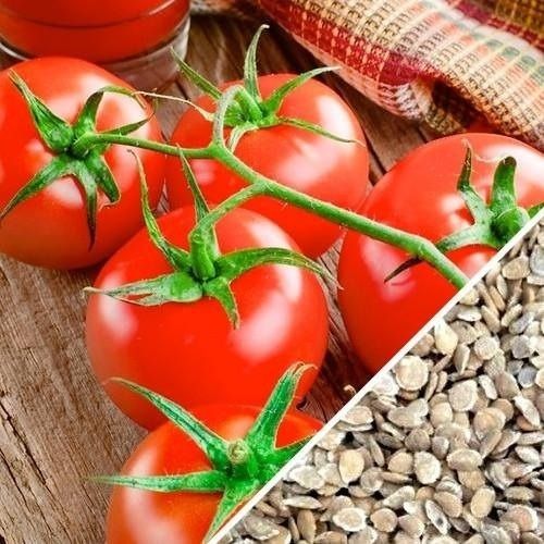 High In Protein Red Color Tomato Seeds For Agriculture, Vegetable, Cooking, Salad Grade: Food