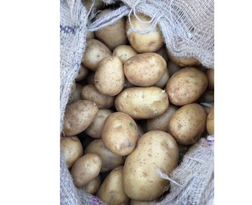 3797 Potato, Packaging Size: 10 Kg at Rs 11/kg in Agra