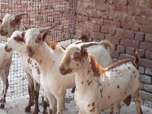 Barbari White And Cream Colored Live Goat, 250 Kilograms