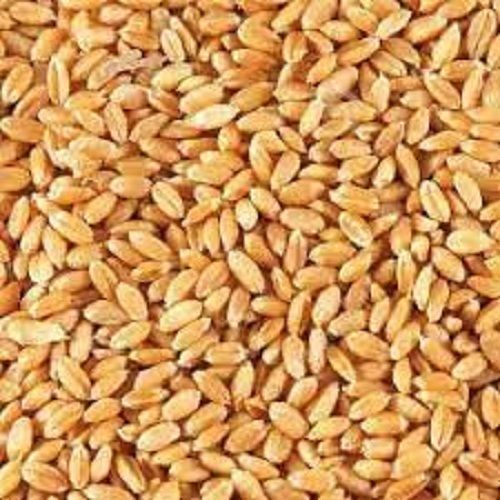 Colour Brawn Organic Grain Seeds(Great Source Of Fibre And Protein)
