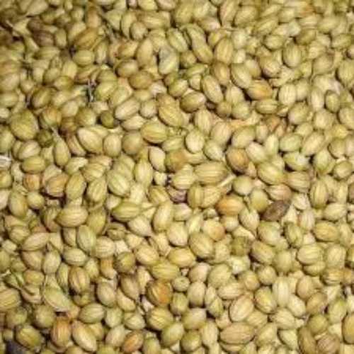 Coriander Seeds In Light Golden Color For Cooking Usage, Moisture 10% Max